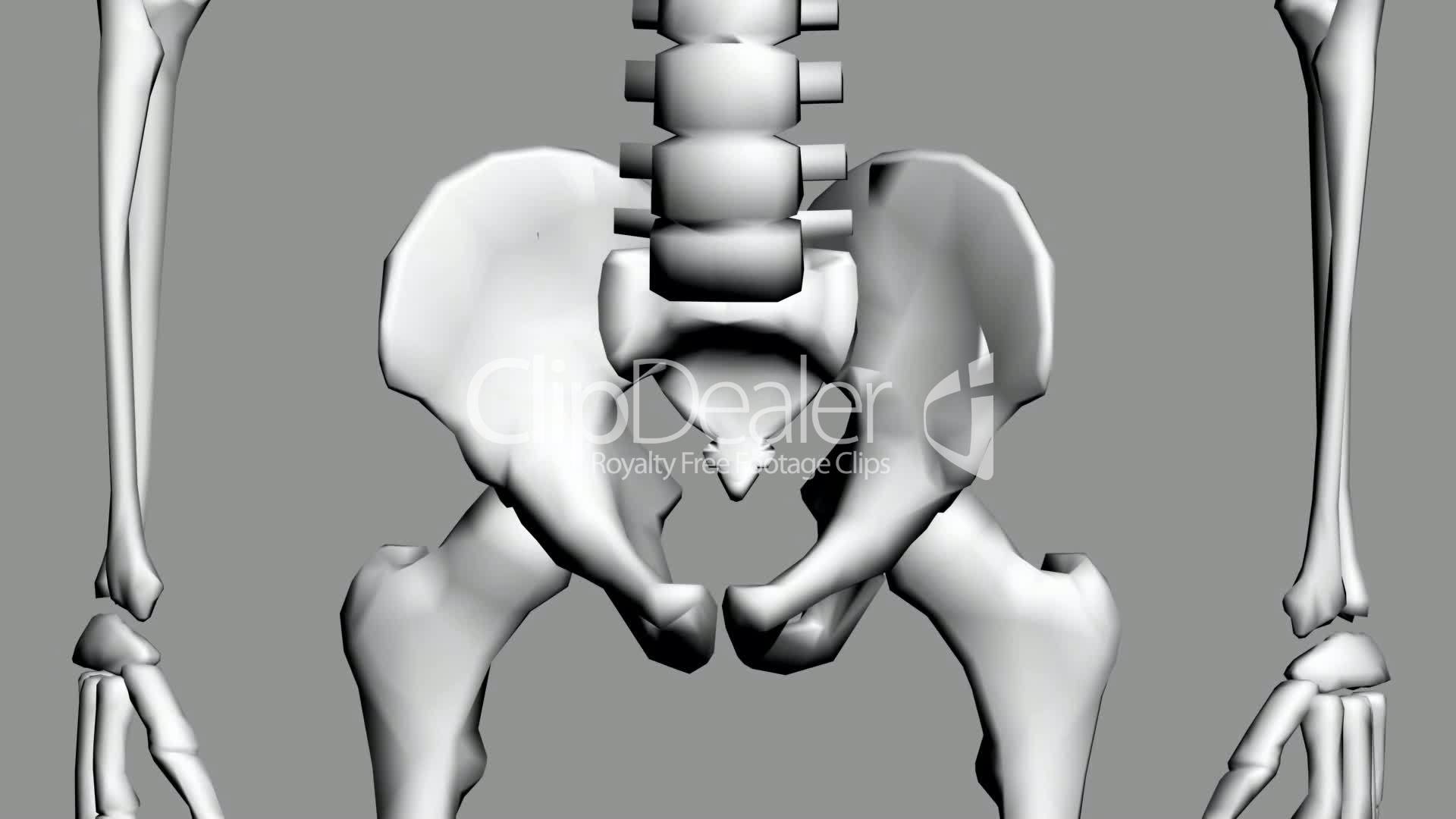 Rotation of 3D skeleton.Hip_bone,pelvis,pelvic,anatomy,human,medical